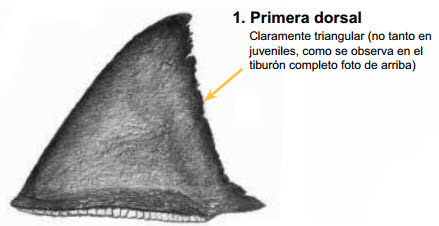 Carcharodon carcharias_08.jpg